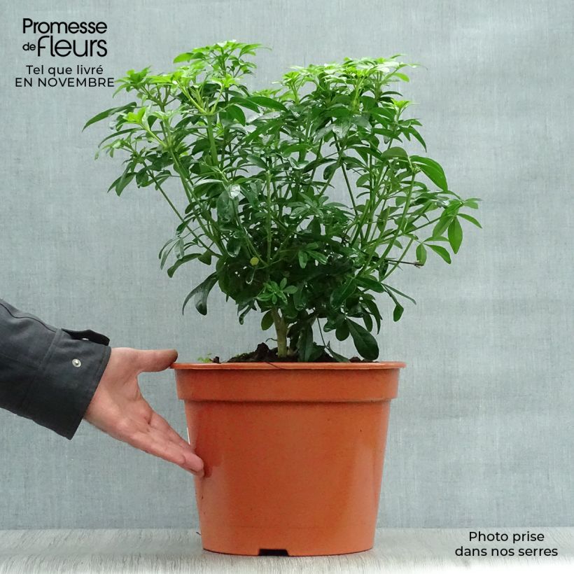 Exemplaar van Choisya ternata - Mexicaanse oranjebloesem Pot van 7,5 l/10 l zoals geleverd in de herfst