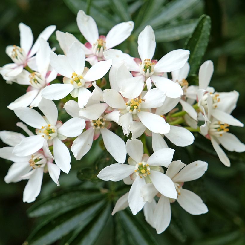 Choisya ternata Snow Flurries - Mexicaanse oranjebloesem (Bloei)