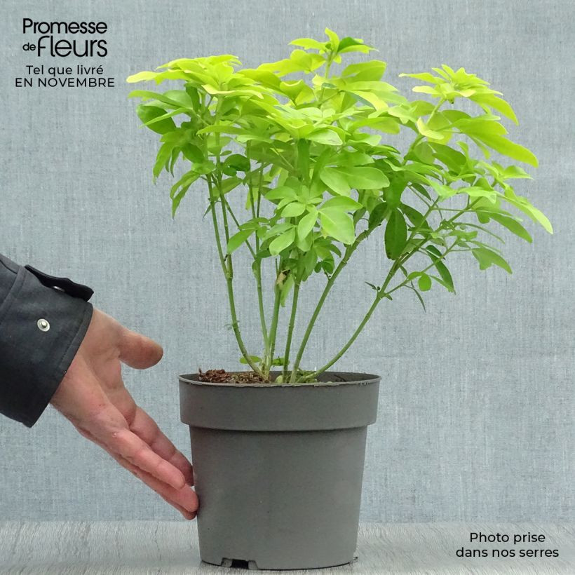 Exemplaar van Choisya ternata Sundance - Mexicaanse oranjebloesem Pot van 2 l/3 l zoals geleverd in de herfst