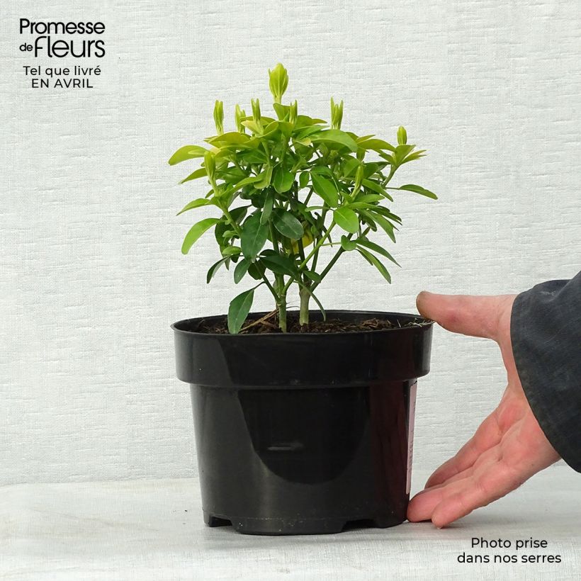 Example of Choisya ternata Sundance - Mexicaanse oranjebloesem Pot van 2 l/3 l as you get in printemps