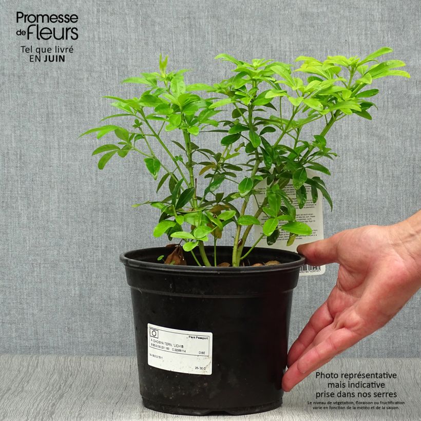 Exemplaar van Choisya ternata Sundance - Mexicaanse oranjebloesem Pot van 2 l/3 l zoals geleverd in de zomer