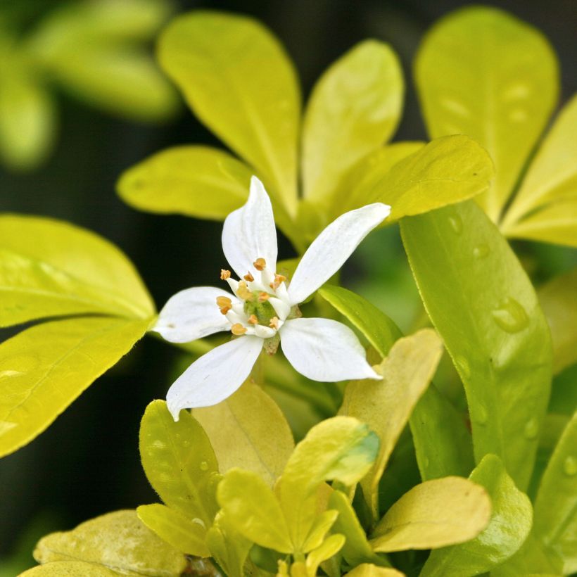 Choisya ternata Sundance - Mexicaanse oranjebloesem (Bloei)