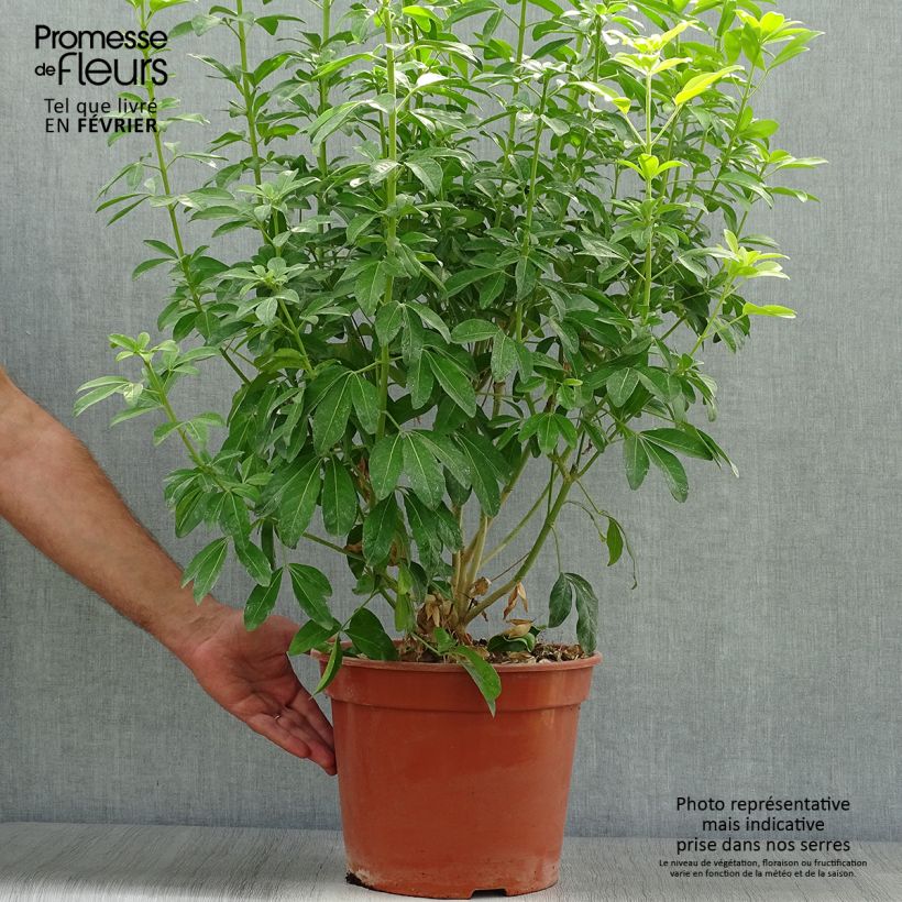 Exemplaar van Choisya ternata Sundance - Mexicaanse oranjebloesem Pot van 7,5 l/10 l zoals geleverd in de herfst