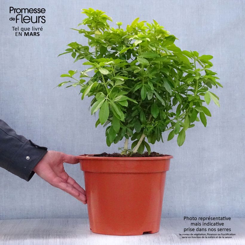 Example of Choisya ternata Sundance - Mexicaanse oranjebloesem Pot van 7,5 l/10 l as you get in printemps