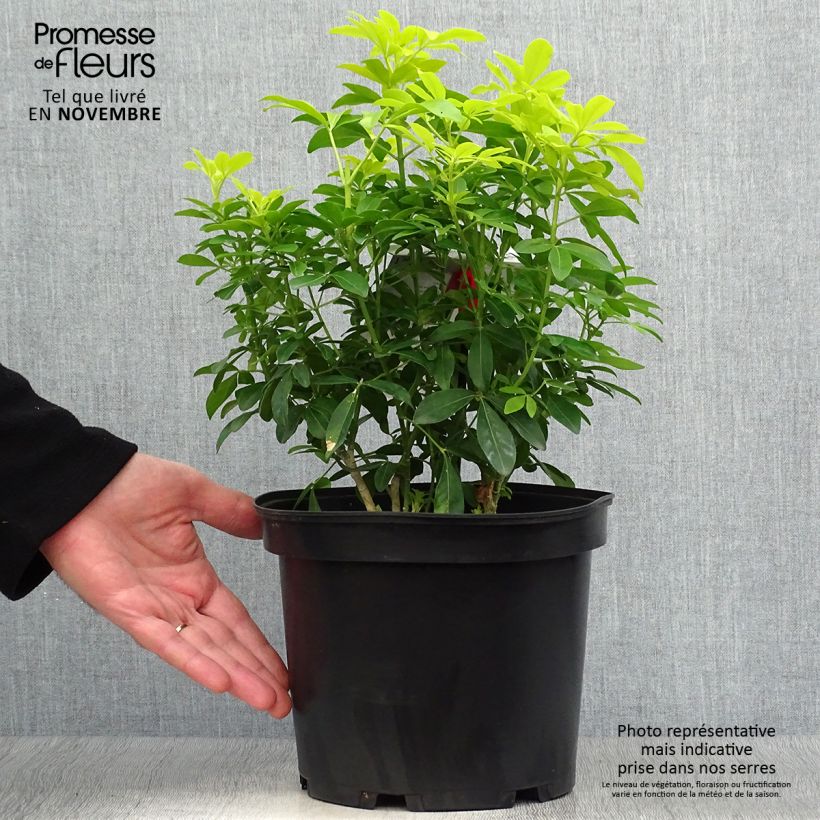 Exemplaar van Choisya ternata Sundance - Mexicaanse oranjebloesem Pot van 4 l/5 l zoals geleverd in de herfst