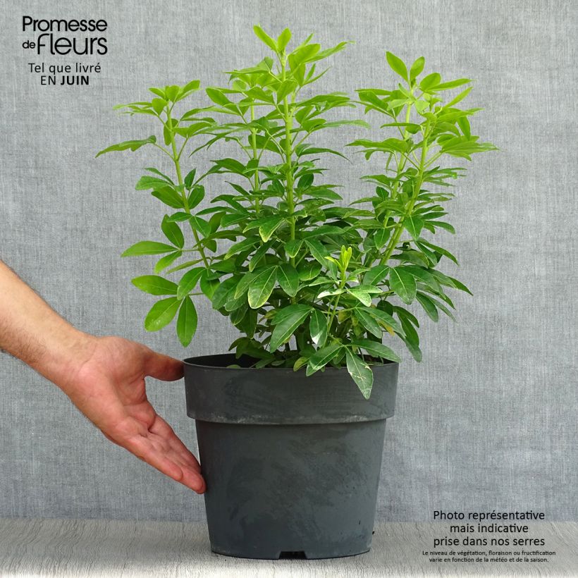 Exemplaar van Choisya ternata Sundance - Mexicaanse oranjebloesem Pot van 4 l/5 l zoals geleverd in de zomer