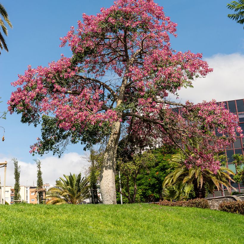 Ceiba speciosa - Zijdeboom (Groeiplaats)