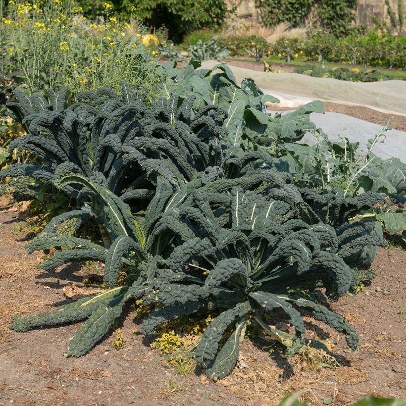 Palmkool Nero di Toscana BIO (Groeiplaats)