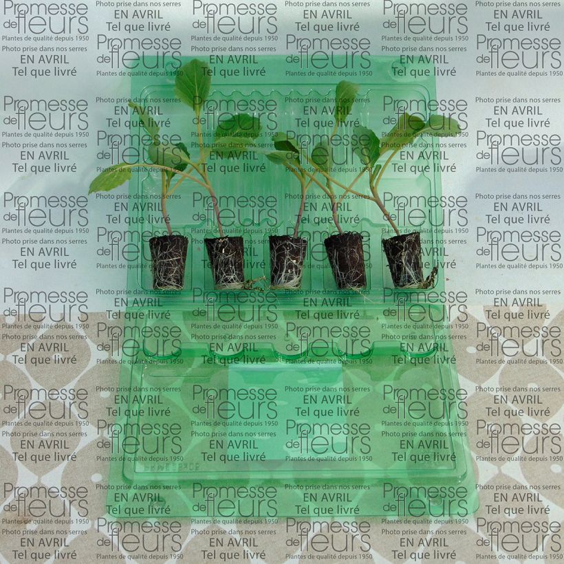 Voorbeeld van een exemplaar van Witte kool Steenkop F1 (jonge planten) Mini-mot Ø 3/4 cm zoals geleverd