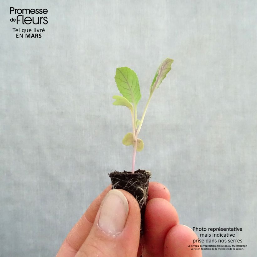 Example of Spitskool Chana F1 BIO (jonge planten in perspotjes) Mini-mot Ø 1,5/2,5 cm as you get in printemps