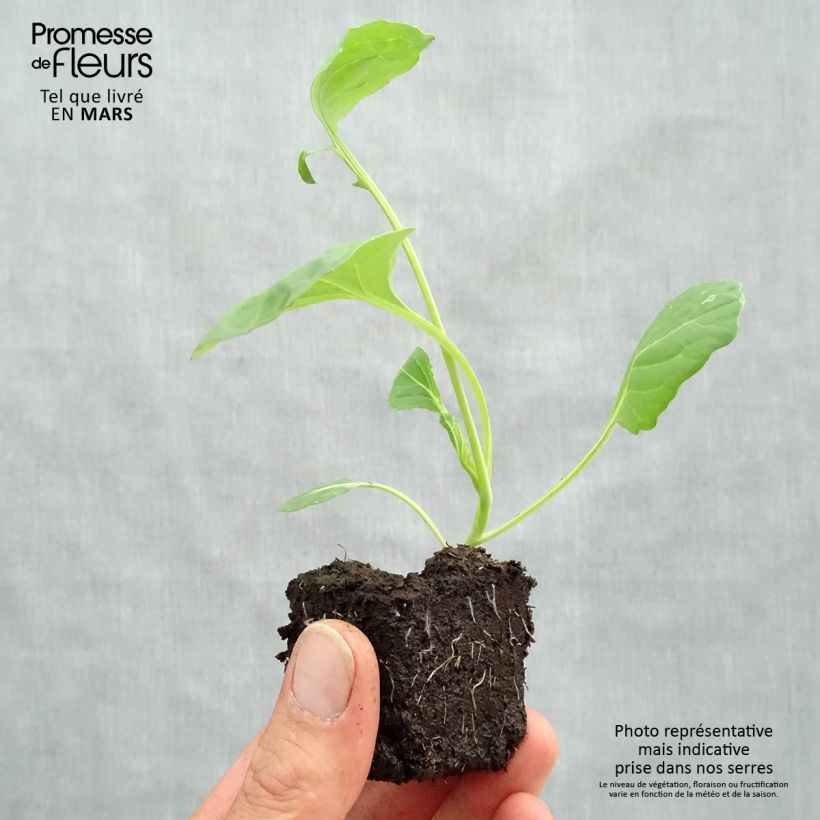 Exemplaar van Spruitkool Bright F1 (jonge planten) Wortelkluit van 4 cm x 4,5 cm zoals geleverd in de lente