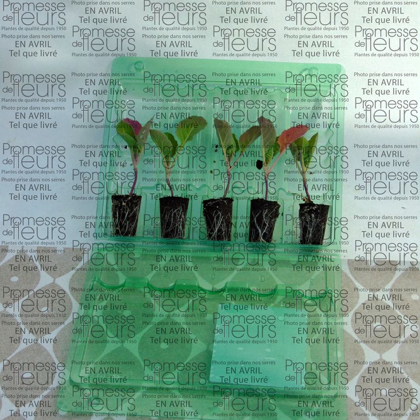 Voorbeeld van een exemplaar van Spruitkool Bright F1 (jonge planten) Mini-mot Ø 3/4 cm zoals geleverd