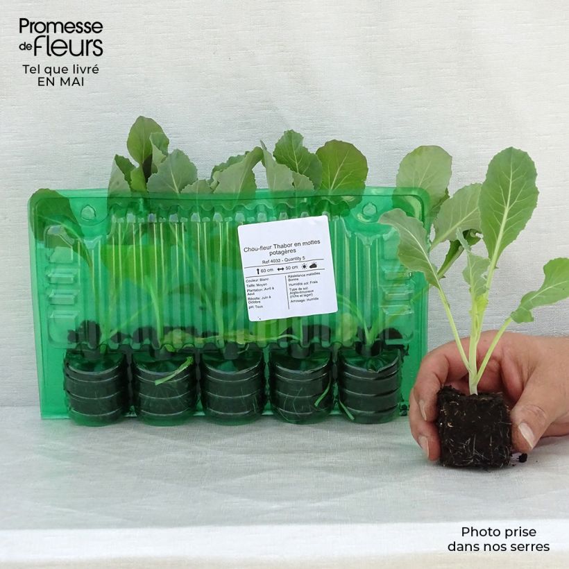 Exemplaar van Bloemkool Thabor (jonge planten in kweekpotjes) Wortelkluit van 4 cm x 4,5 cm zoals geleverd in de lente