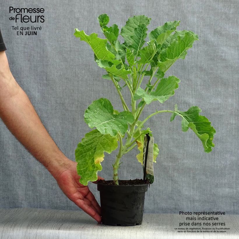 Exemplaar van Eeuwig moes Daubenton (jonge planten) Pot van 1,5 l/2 l zoals geleverd in de zomer