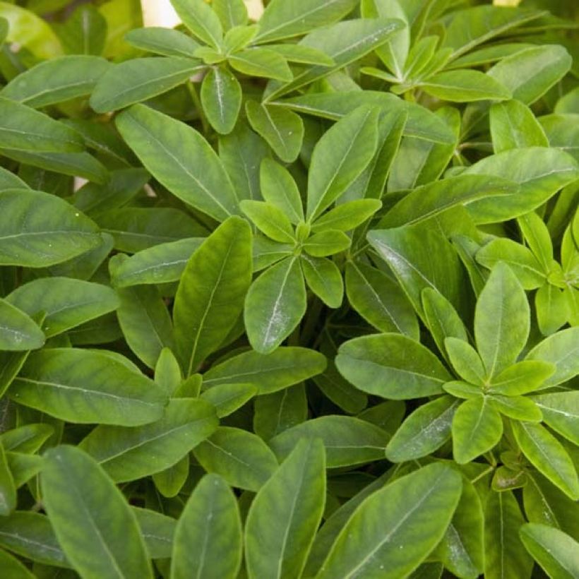 Choisya ternata - Mexicaanse oranjebloesem (Blad)