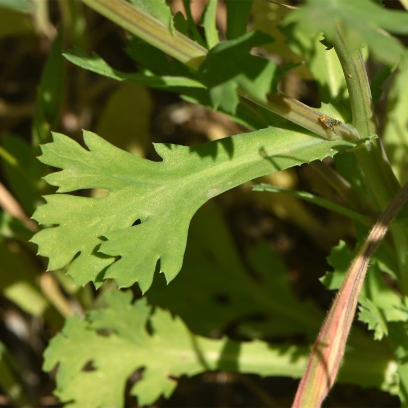 Chrysanthemum segetum (samen bio) - Gele ganzenbloem (Blad)