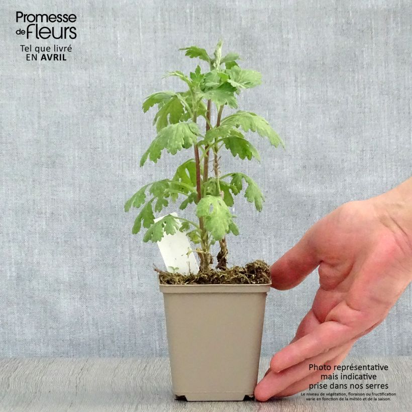 Exemplaar van Chrysanthemum indicum Cedie Mason - Tuinchrysant Kweekpotje van 8/9 cm zoals geleverd in de lente