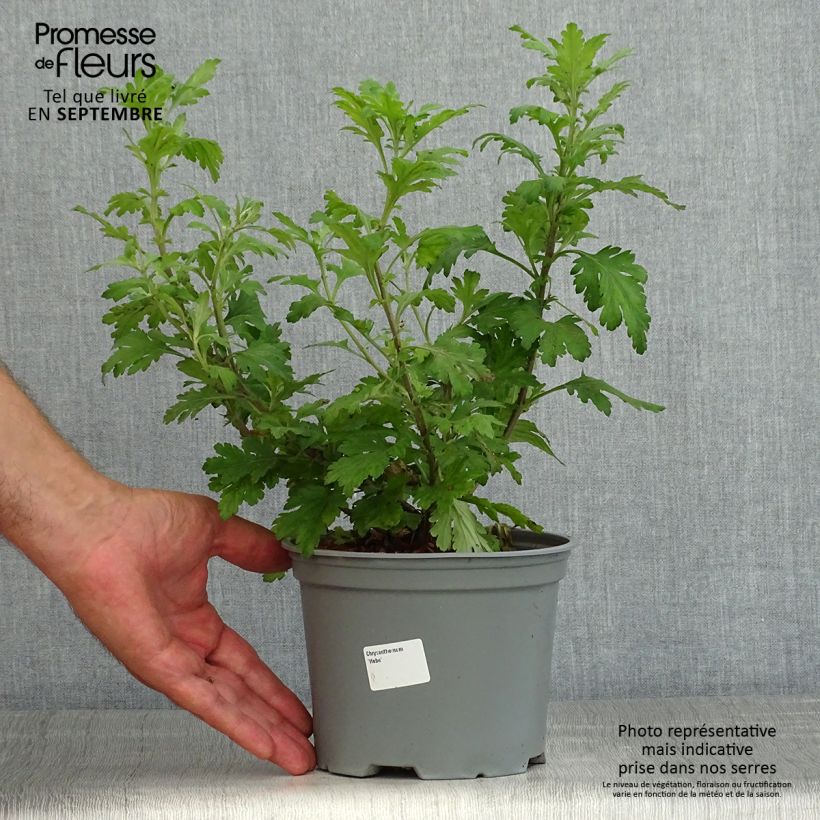 Exemplaar van Chrysanthemum koreanum Hebe - Tuinchrysant Pot van 2 l/3 l zoals geleverd in de zomer