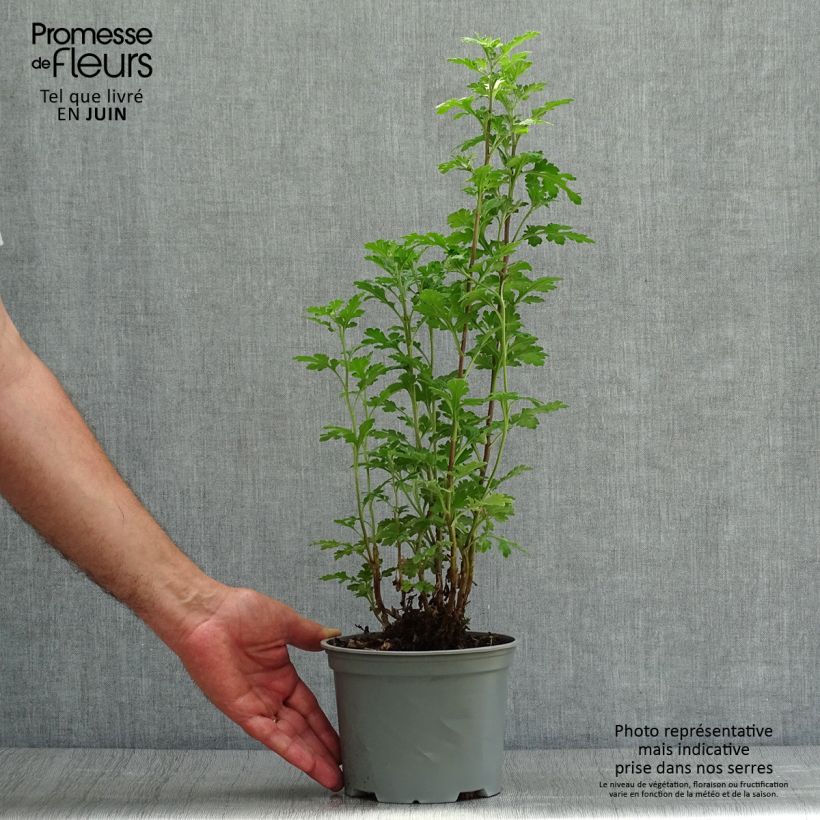 Exemplaar van Chrysanthemum indicum Julia - Tuinchrysant Pot van 2 l/3 l zoals geleverd in de zomer