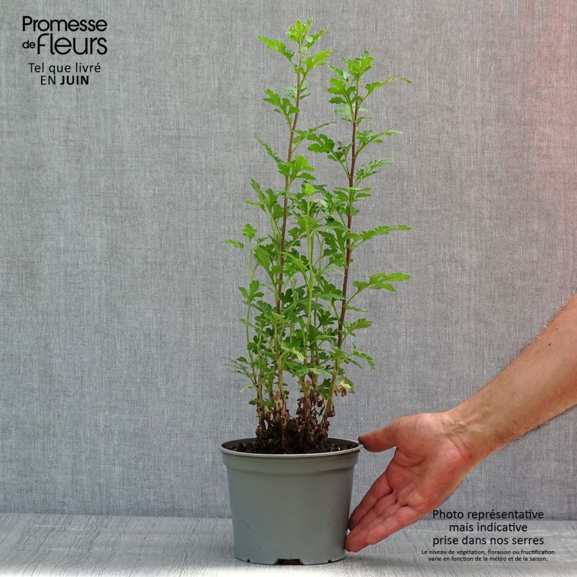 Exemplaar van Chrysanthemum indicum Julia - Tuinchrysant Pot van 2 l/3 l zoals geleverd in de lente