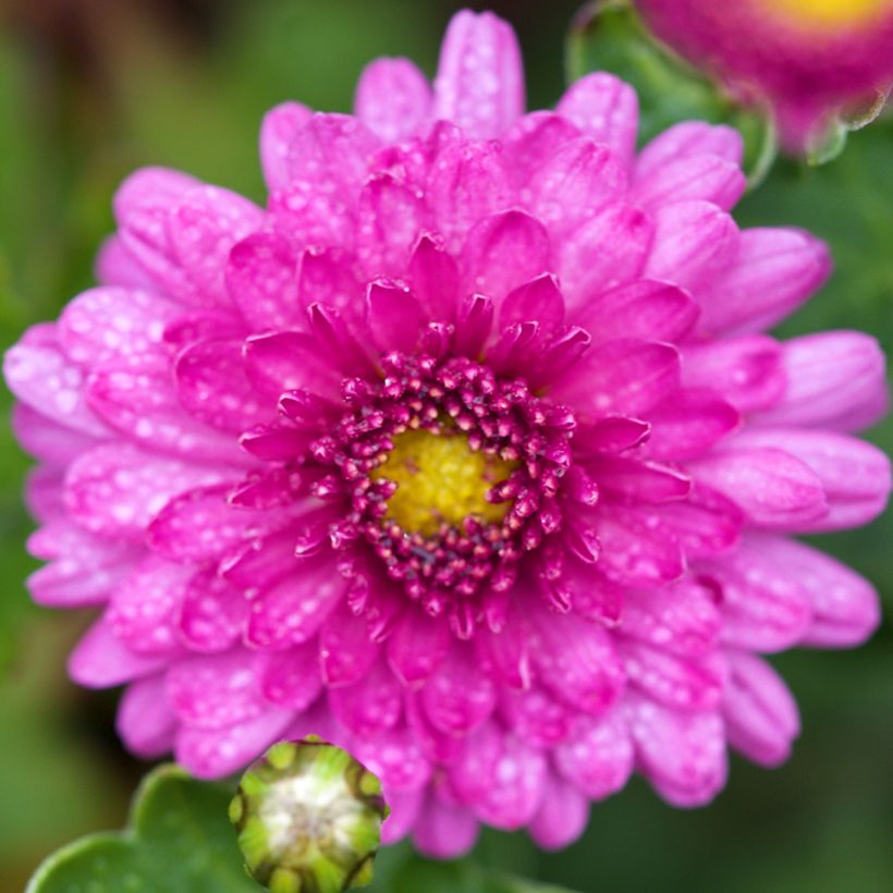 Chrysanthemum indicum Mei Kyo - Tuinchrysant (Bloei)