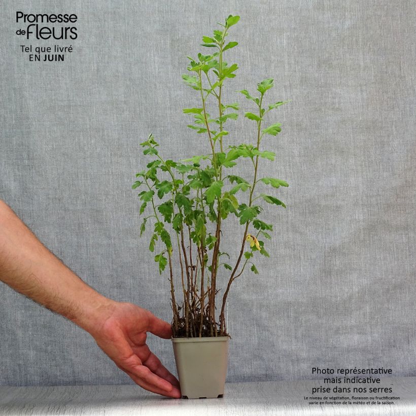 Exemplaar van Chrysanthemum indicum Poésie - Chrysant Kweekpotje van 8/9 cm zoals geleverd in de zomer