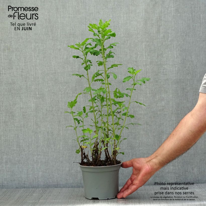 Exemplaar van Chrysanthemum indicum Poésie - Chrysant Pot van 2 l/3 l zoals geleverd in de zomer