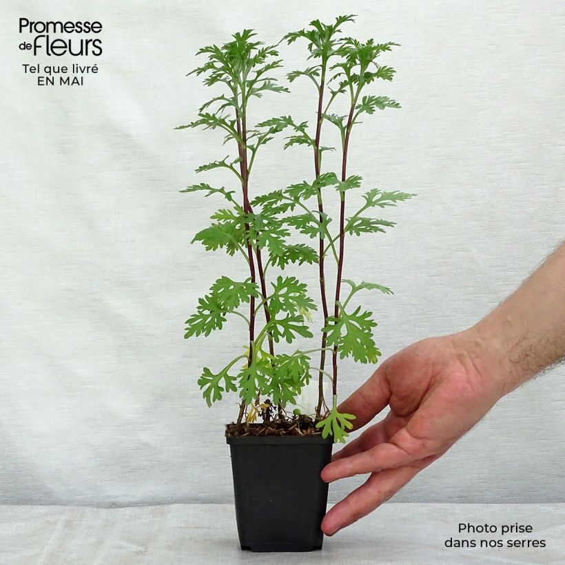 Exemplaar van Chrysanthemum rubellum Clara Curtis - Herfstchrysant Kweekpotje van 8/9 cm zoals geleverd in de lente