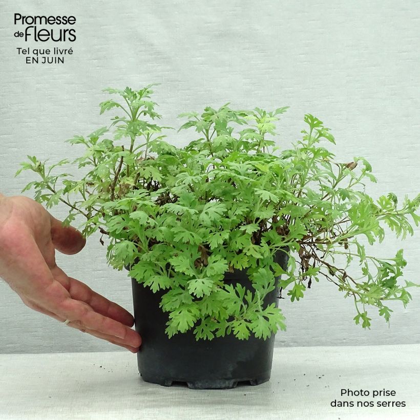 Exemplaar van Chrysanthemum rubellum Clara Curtis - Herfstchrysant Pot van 2 l/3 l zoals geleverd in de zomer