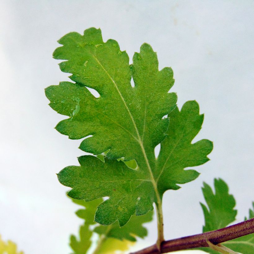 Chrysanthemum rubellum - Herfstchrysant (Blad)