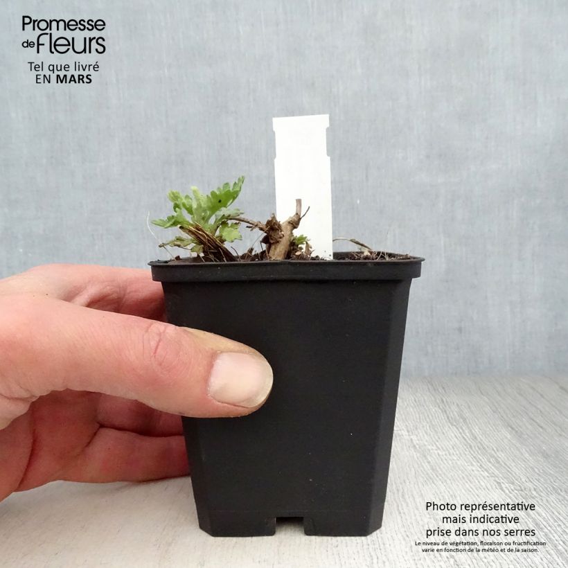 Exemplaar van Chrysanthemum rubellum - Herfstchrysant Kweekpotje van 8/9 cm zoals geleverd in de lente