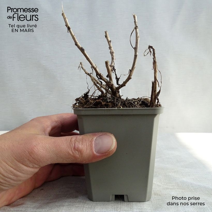 Exemplaar van Chrysanthemum rubellum Mary Stoker - Herfstchrysant Kweekpotje van 8/9 cm zoals geleverd in de lente