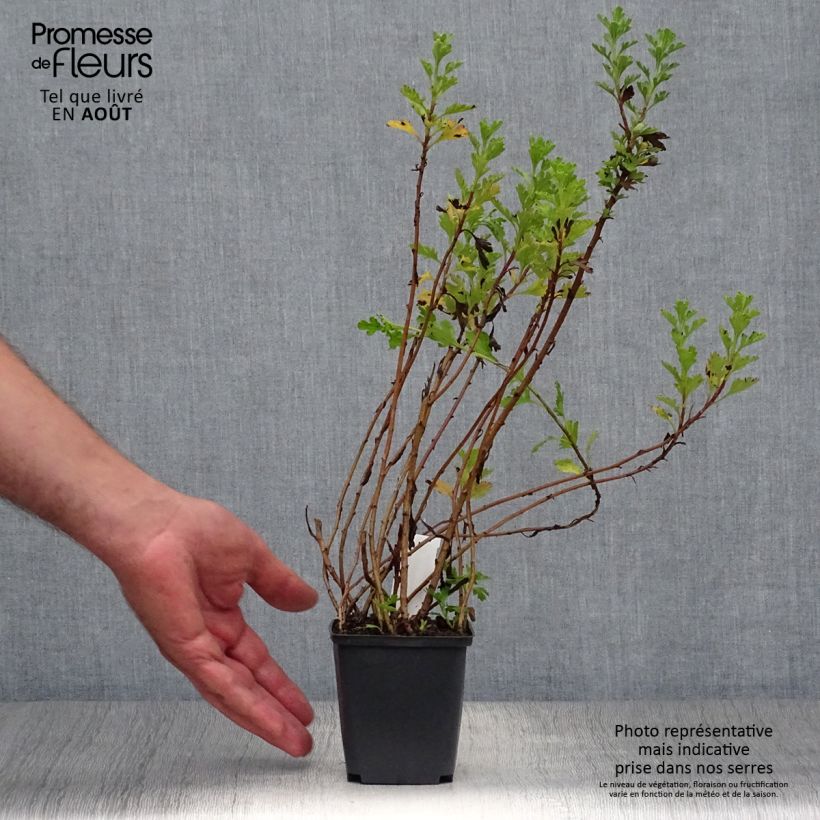 Exemplaar van Chrysanthemum rubellum Mary Stoker - Herfstchrysant Kweekpotje van 8/9 cm zoals geleverd in de zomer
