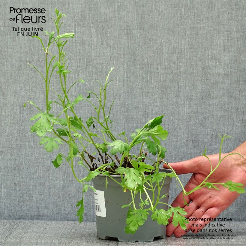 Exemplaar van Chrysanthemum rubellum Mary Stoker - Herfstchrysant Pot van 2 l/3 l zoals geleverd in de zomer