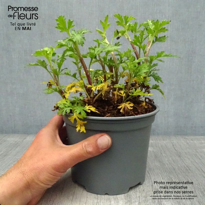 Exemplaar van Chrysanthemum rubellum - Herfstchrysant Pot van 2 l/3 l zoals geleverd in de lente