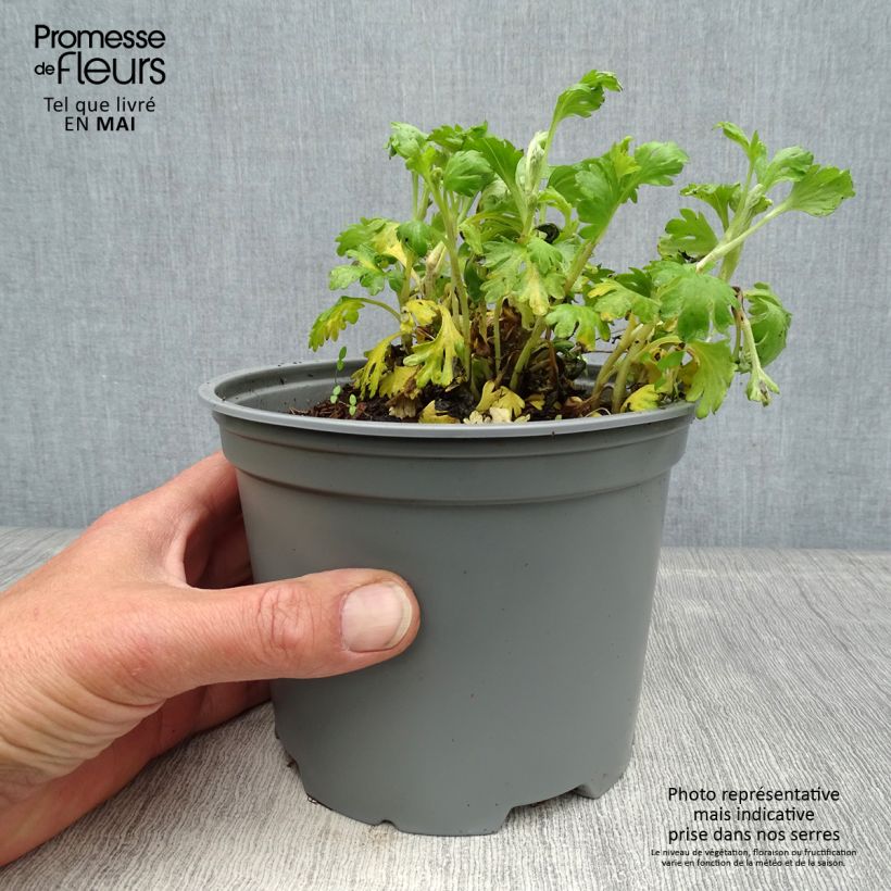Exemplaar van Chrysanthemum rubellum Mary Stoker - Herfstchrysant Pot van 2 l/3 l zoals geleverd in de lente