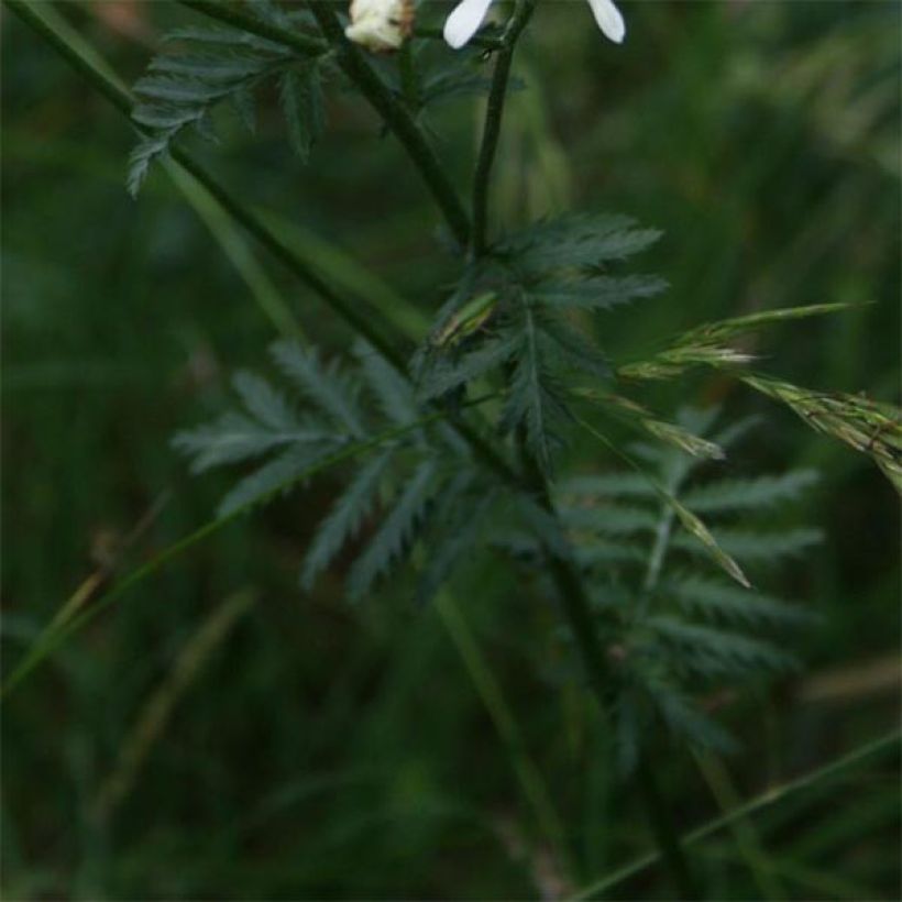 Tanacetum corymbosum - Wormkruid (Blad)