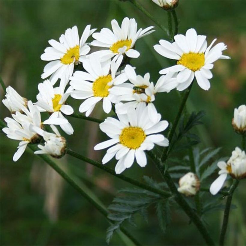 Tanacetum corymbosum - Wormkruid (Bloei)