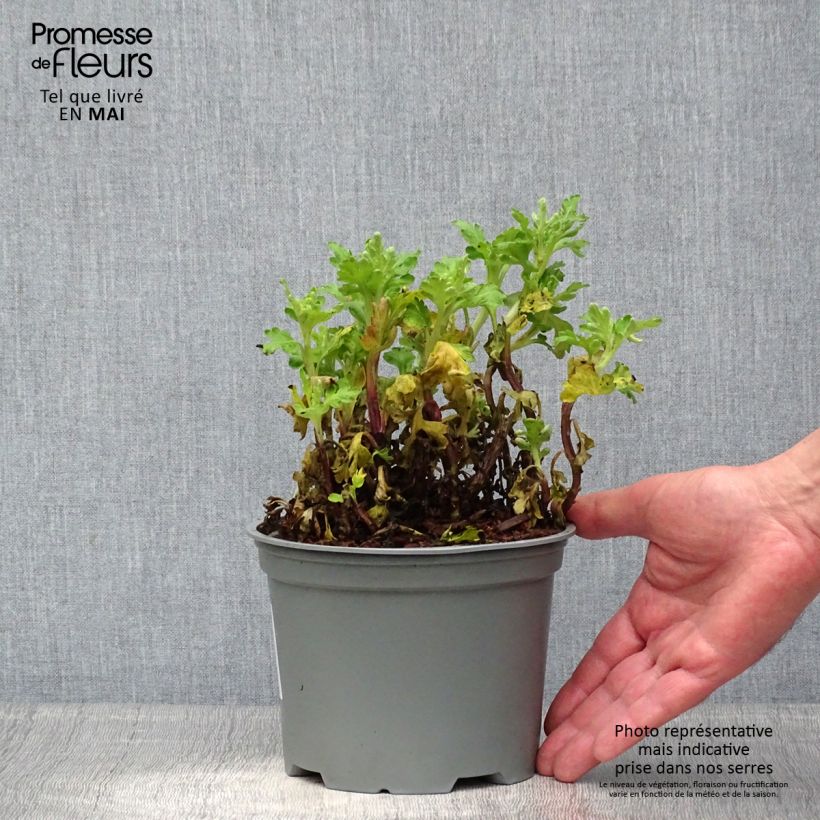 Exemplaar van Chrysanthemum indicum Poésie - Chrysant Pot van 2 l/3 l zoals geleverd in de lente