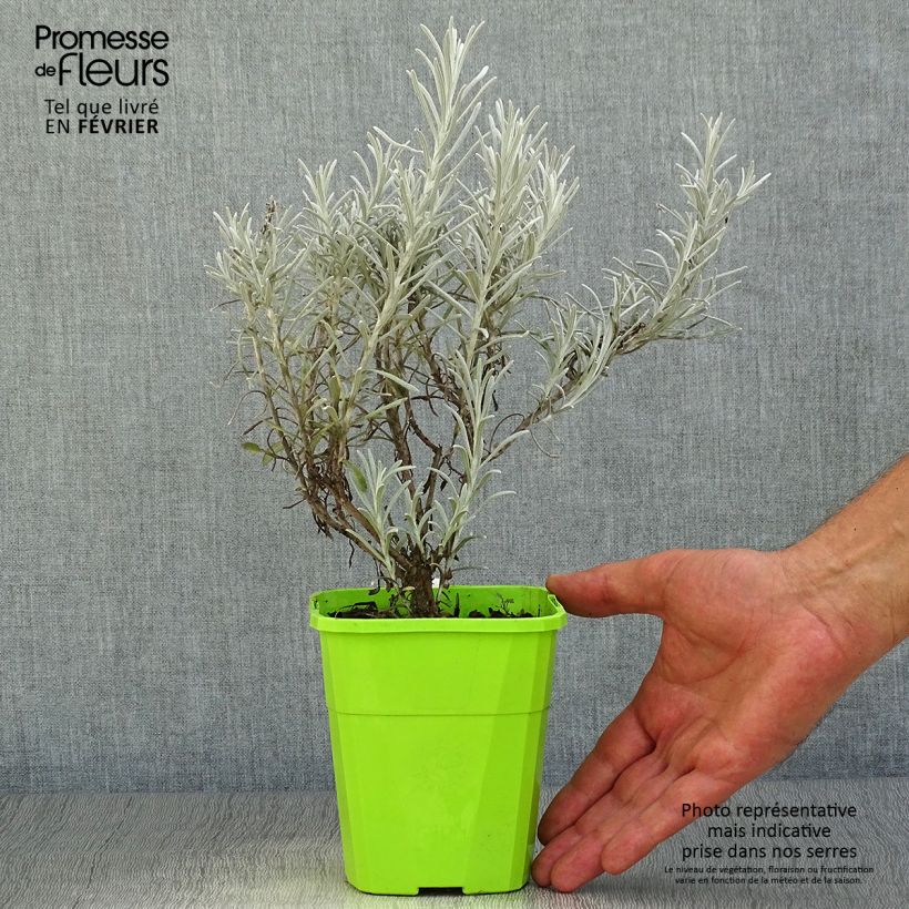 Exemplaar van Chrysocephalum apiculatum Korma Pot van 1,5 l/2 l zoals geleverd in de herfst