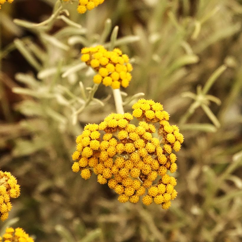 Chrysocephalum apiculatum Korma (Bloei)