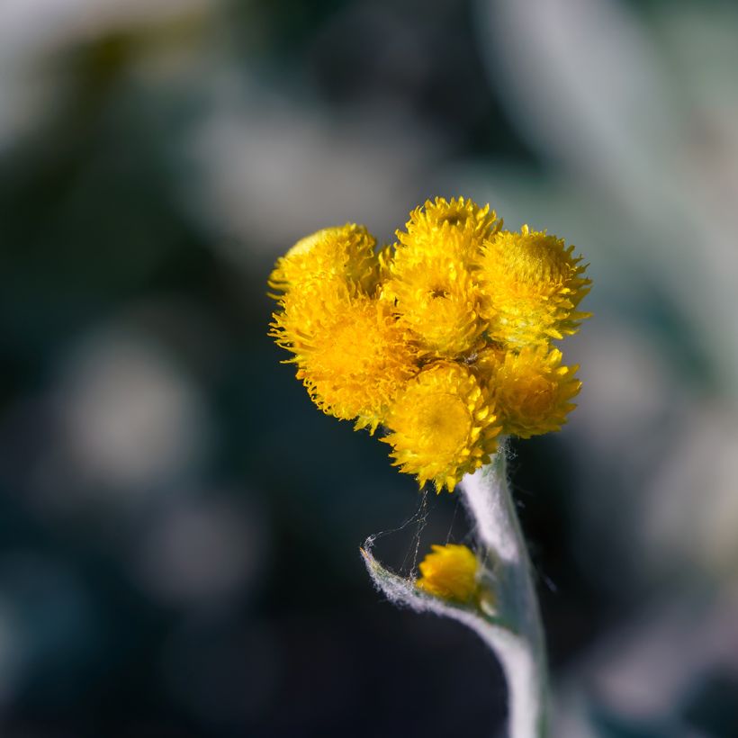 Chrysocephalum apiculatum Korma (Bloei)
