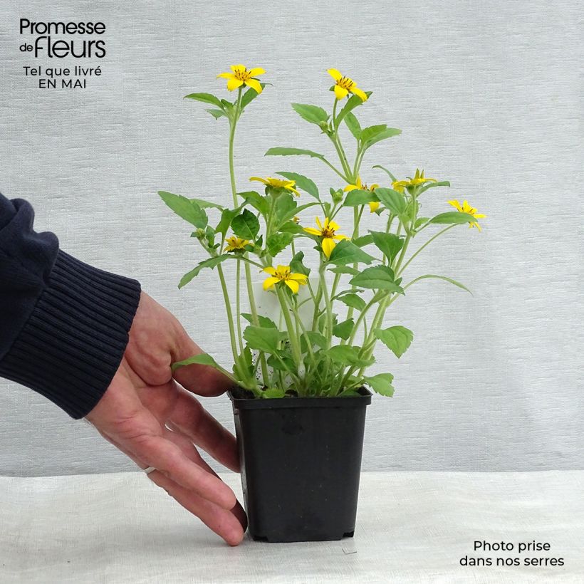 Exemplaar van Chrysogonum virginianum - Genou doré Kweekpotje van 8/9 cm zoals geleverd in de lente