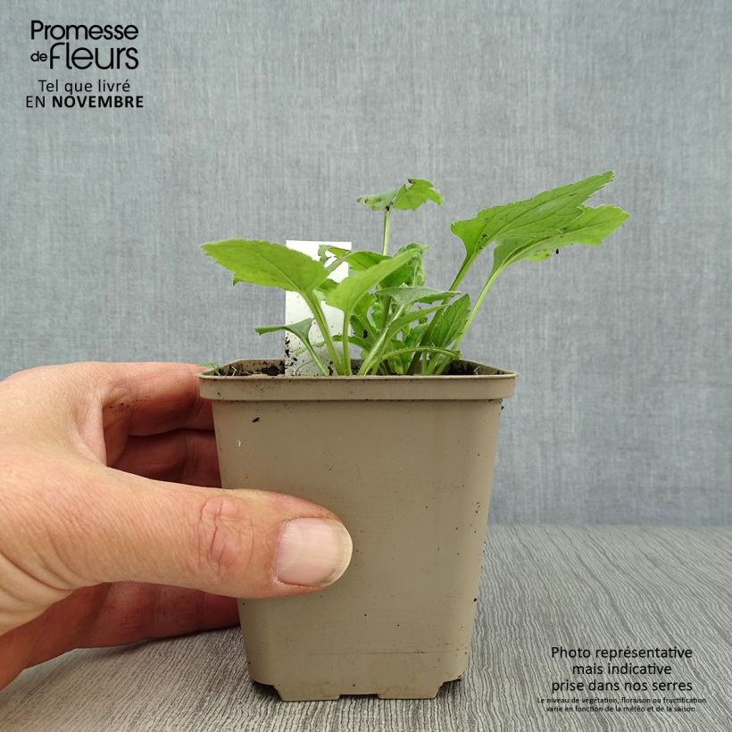Exemplaar van Chrysogonum virginianum - Genou doré Kweekpotje van 8/9 cm zoals geleverd in de herfst