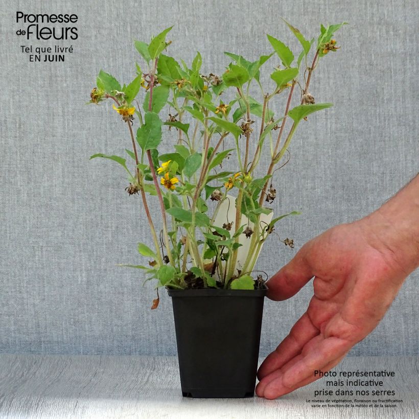 Exemplaar van Chrysogonum virginianum - Genou doré Kweekpotje van 8/9 cm zoals geleverd in de zomer