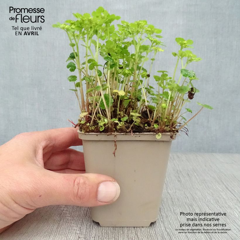 Exemplaar van Chrysosplenium alternifolium - Verspreidbladig goudveil Kweekpotje van 7/8 cm zoals geleverd in de lente