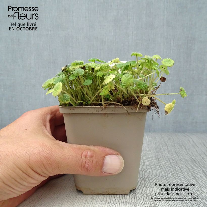 Exemplaar van Chrysosplenium alternifolium - Verspreidbladig goudveil Kweekpotje van 7/8 cm zoals geleverd in de herfst