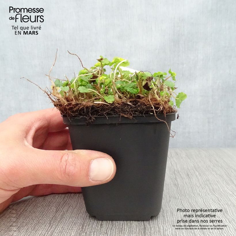 Exemplaar van Chrysosplenium davidianum - Goudveil Kweekpotje van 8/9 cm zoals geleverd in de lente