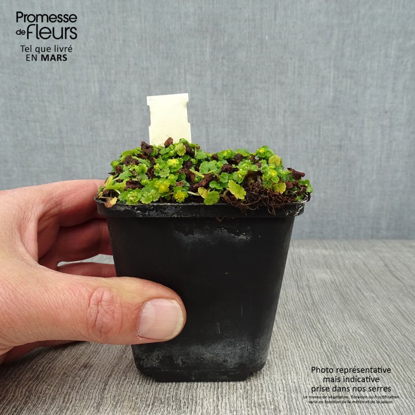 Exemplaar van Chrysosplenium davidianum - Goudveil Kweekpotje van 8/9 cm zoals geleverd in de winter