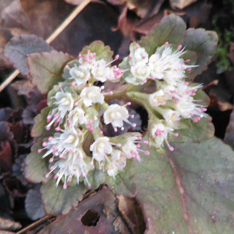 Chrysosplenium macrophyllum - Goudveil (Bloei)